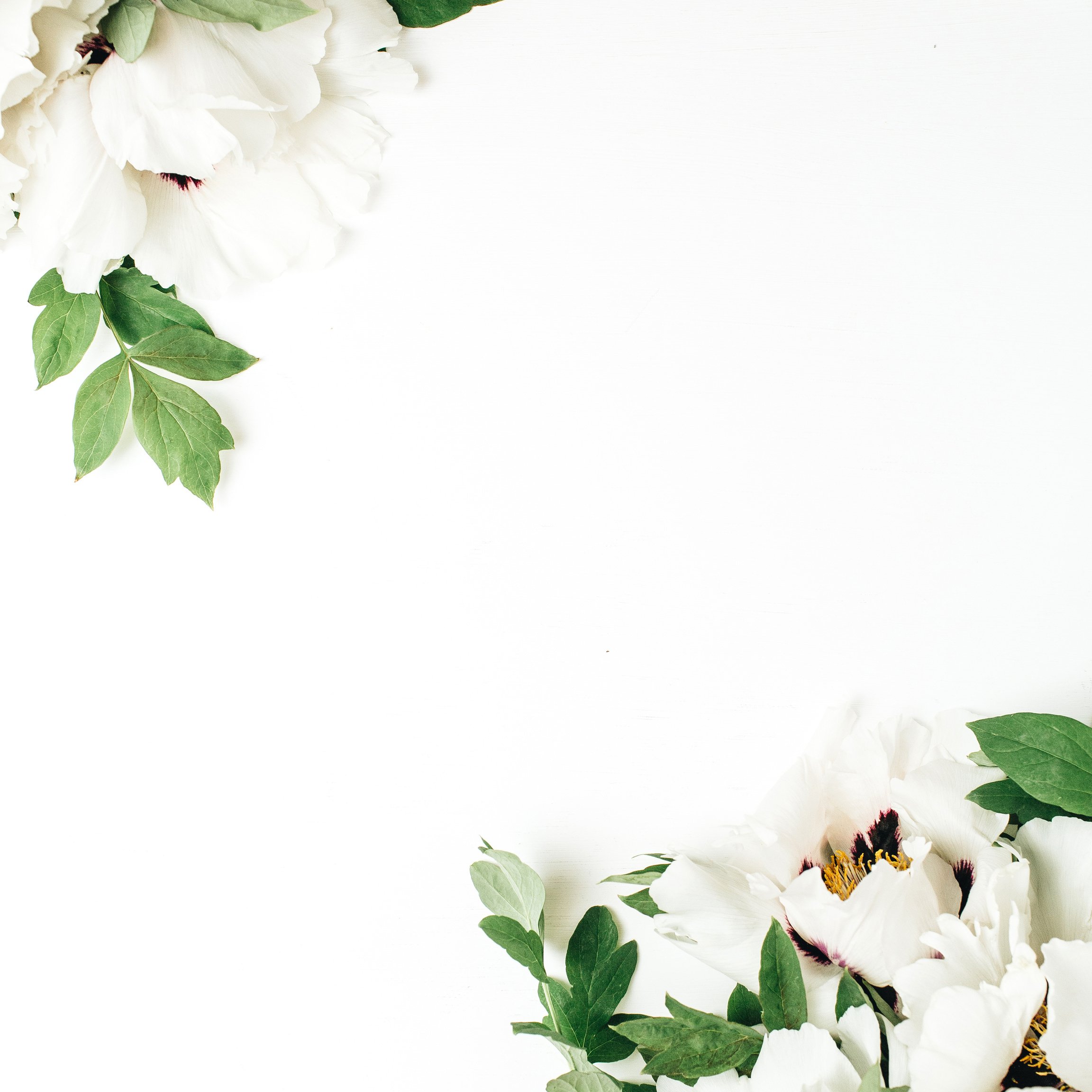 Floral composition of white peony flowers